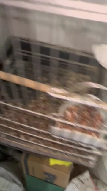 جفت مولد ملنگو به شرط|پرنده|مهران (ایلام), |دیوار