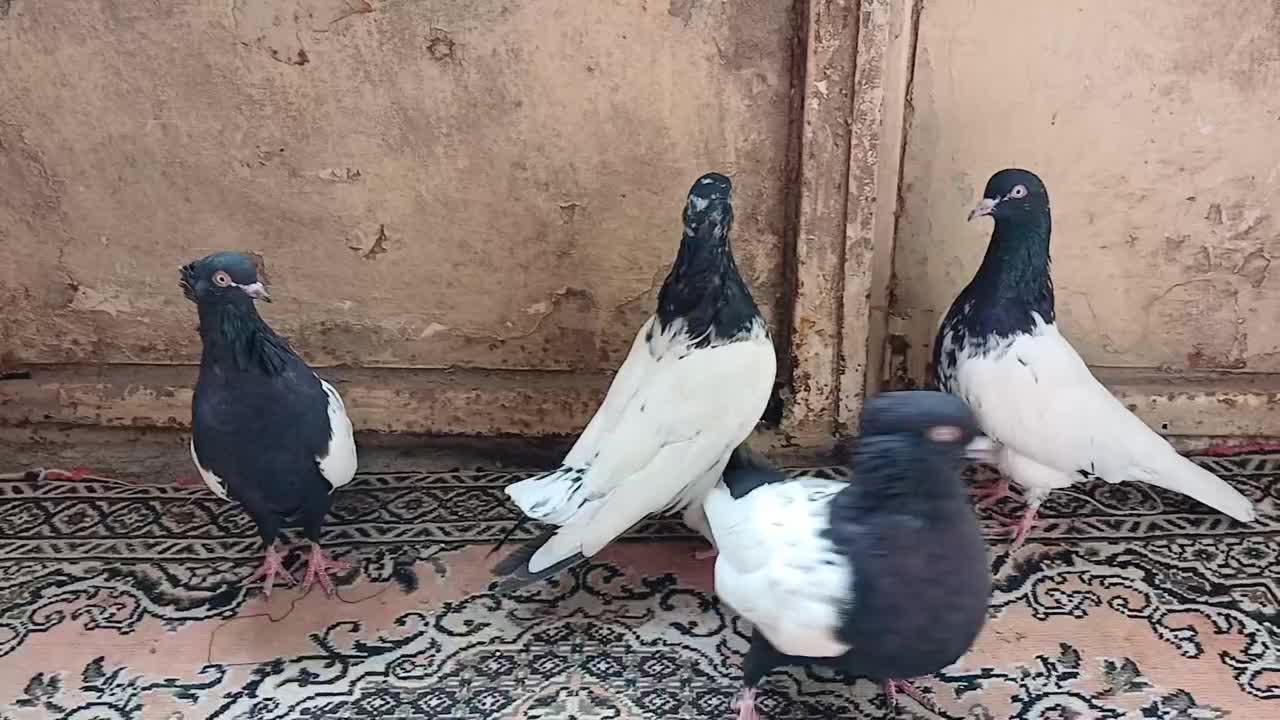 دوجفت کفتر جفتگاه پرشی بسیار درشت قلمدار|پرنده|قوچان, |دیوار