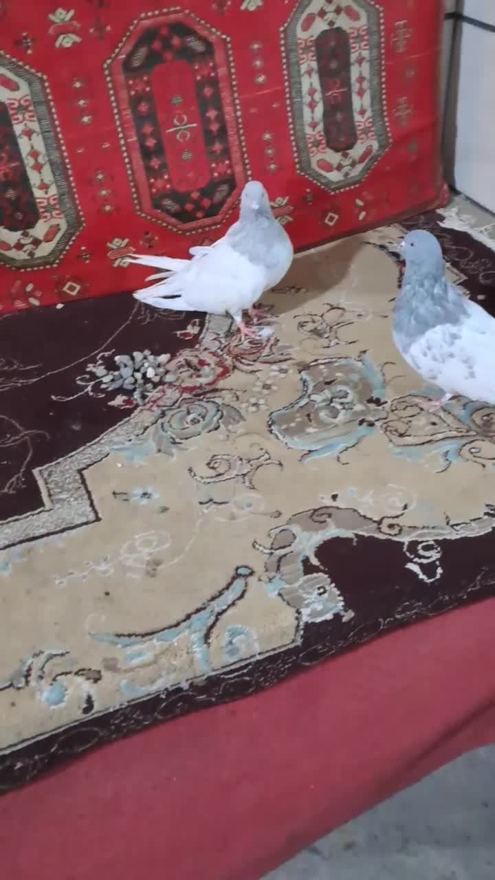 کلههندی|پرنده|میانه, |دیوار