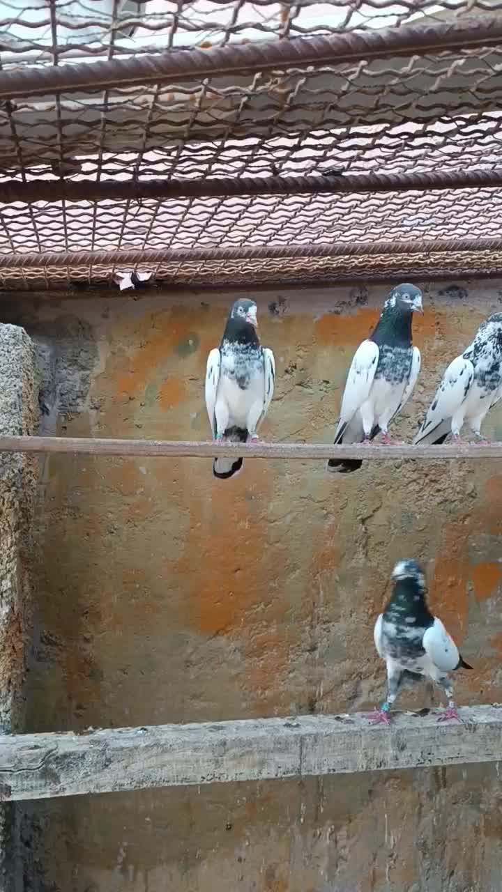 تیدی‌پیور|پرنده|فین, |دیوار