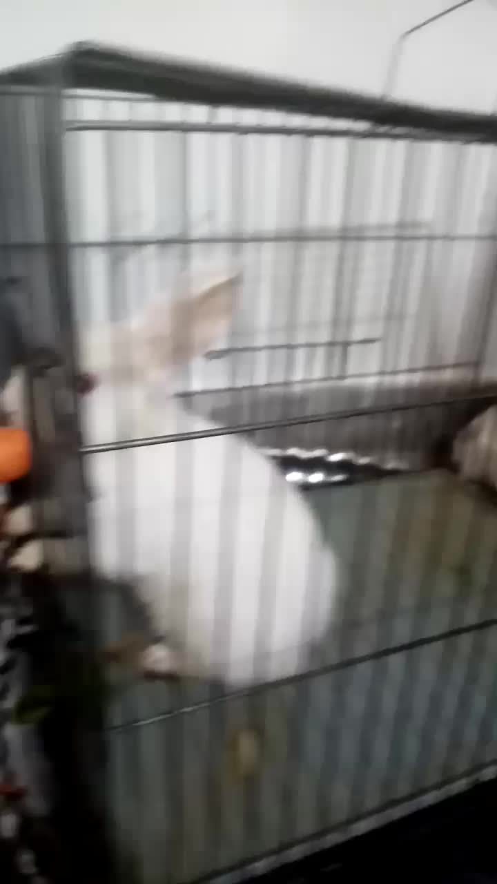 خرگوش|موش و خرگوش|سبزوار, شرق کال عیدگاه|دیوار