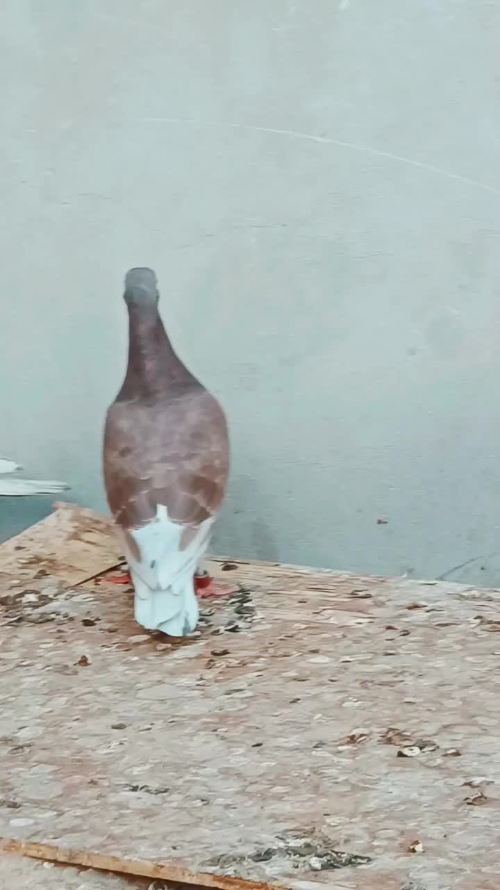 نروماده غوره ی|پرنده|داراب, |دیوار