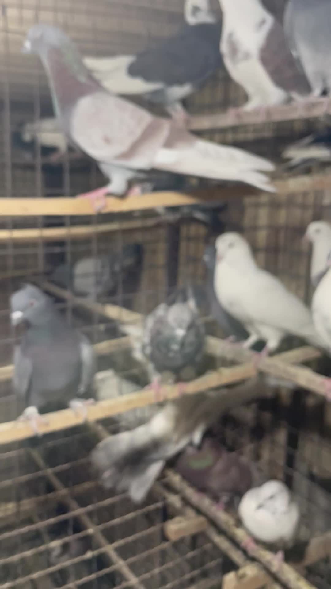 کفتر های پرشی|پرنده|خاوران, |دیوار