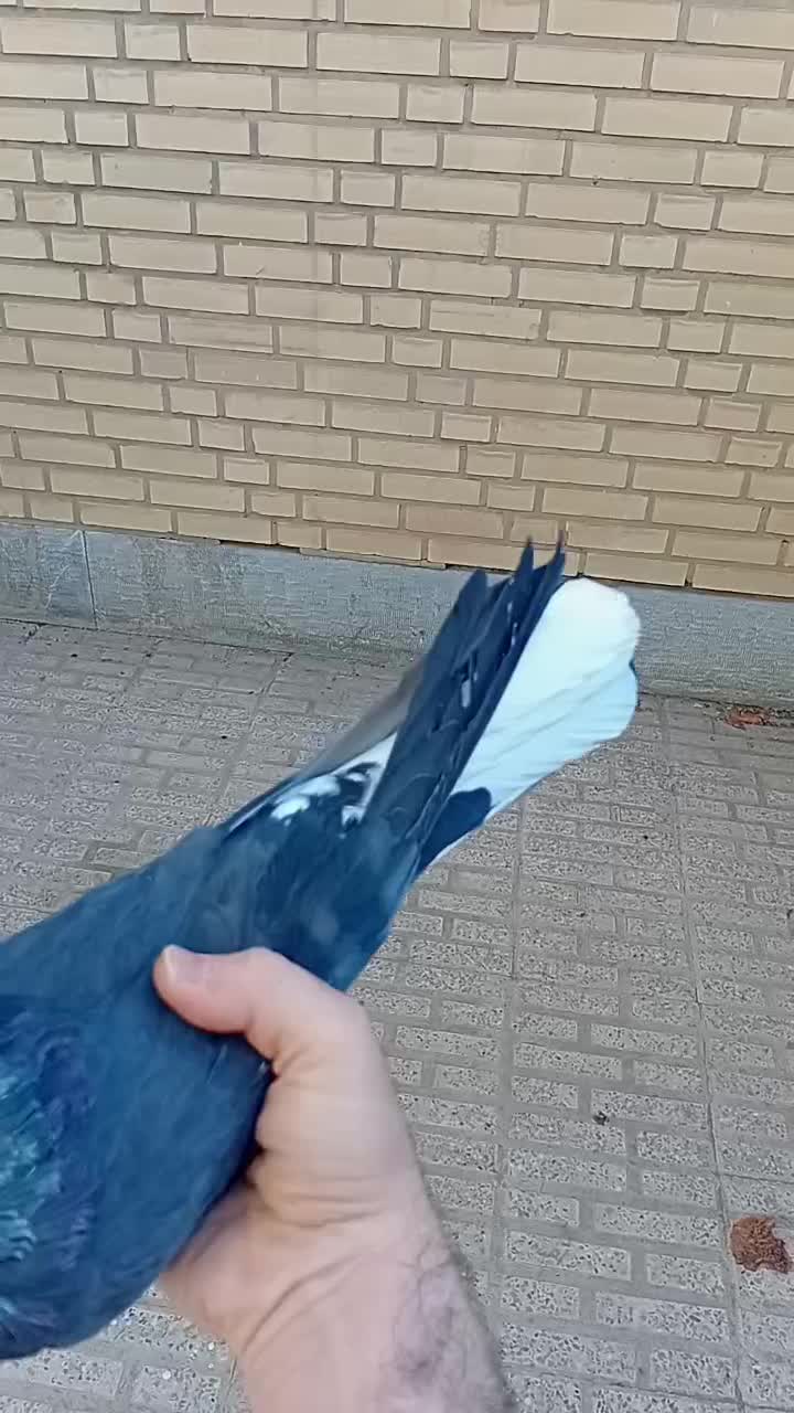 کبوتر پر دمسفید|پرنده|شهرکرد, |دیوار