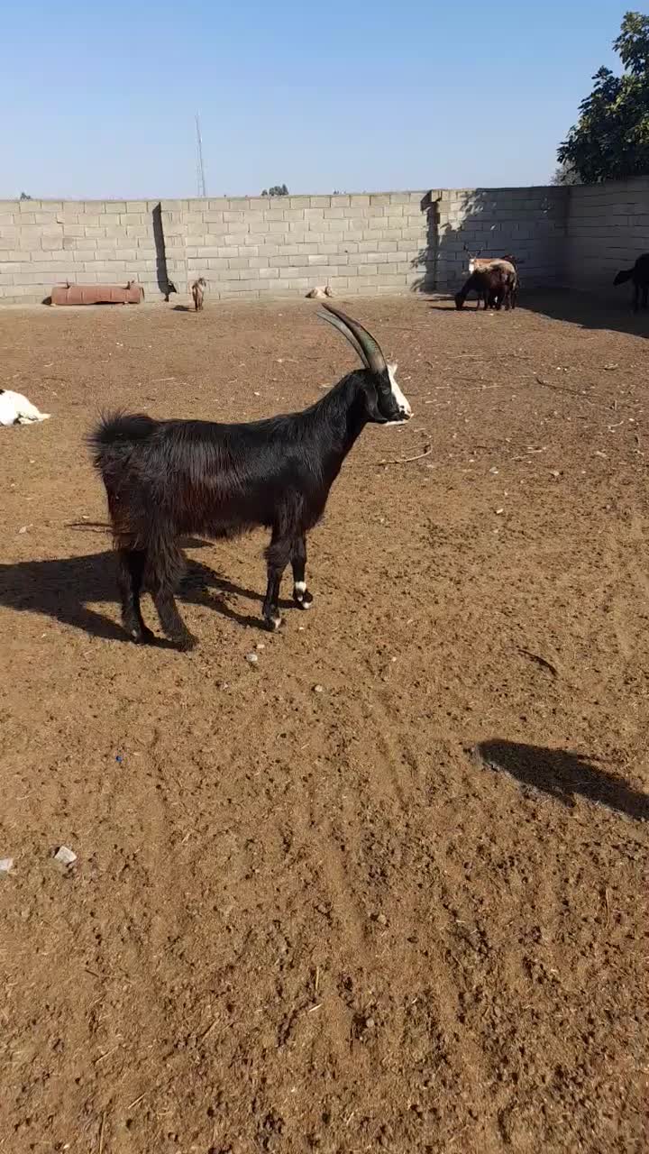 نر بز چاتمه|حیوانات مزرعه|سنگدوین, |دیوار