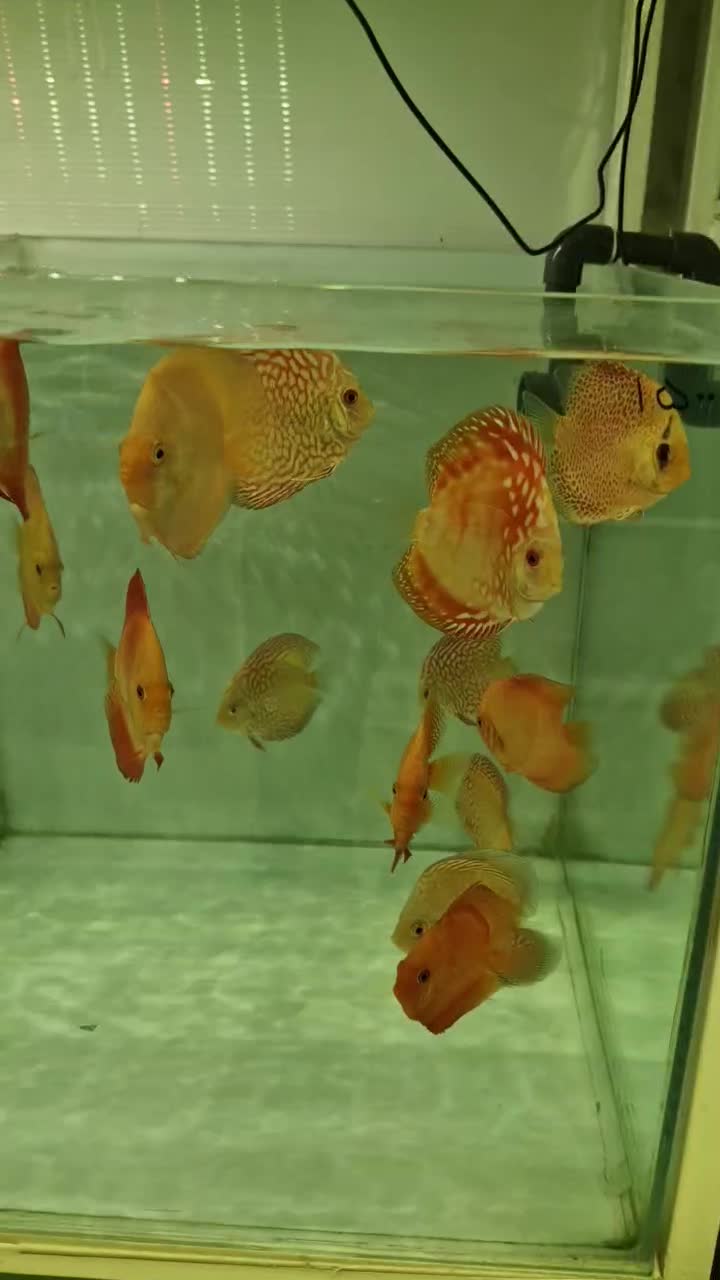 دیسکس درجه یک و حرفه ای|ماهی|کرج, گلشهر|دیوار