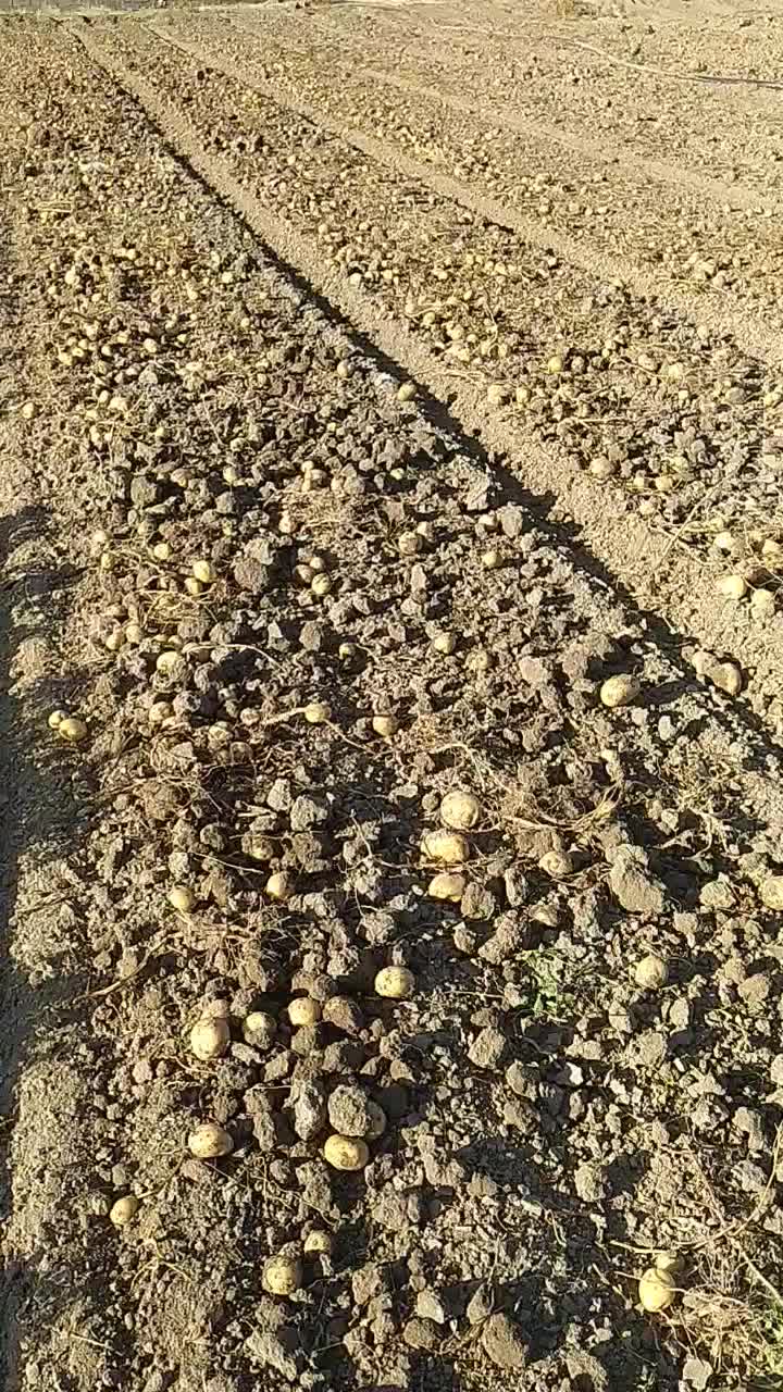 سیب زمینی|خوردنی و آشامیدنی|زاغه, |دیوار