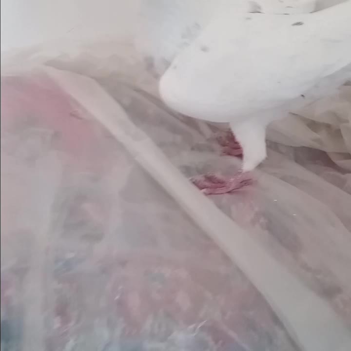 سار|پرنده|چناران, |دیوار