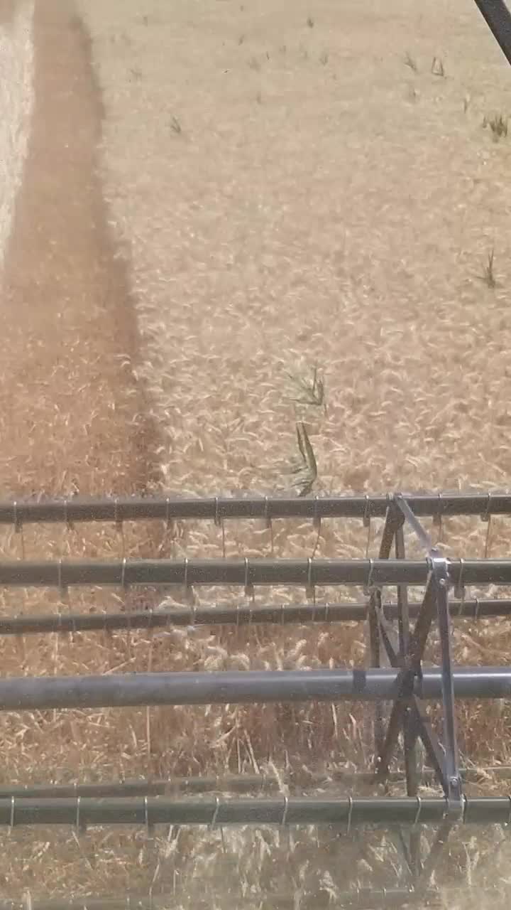 گندم بذردرجه یک اصلاح شده|گل و گیاه طبیعی|مریوان, |دیوار