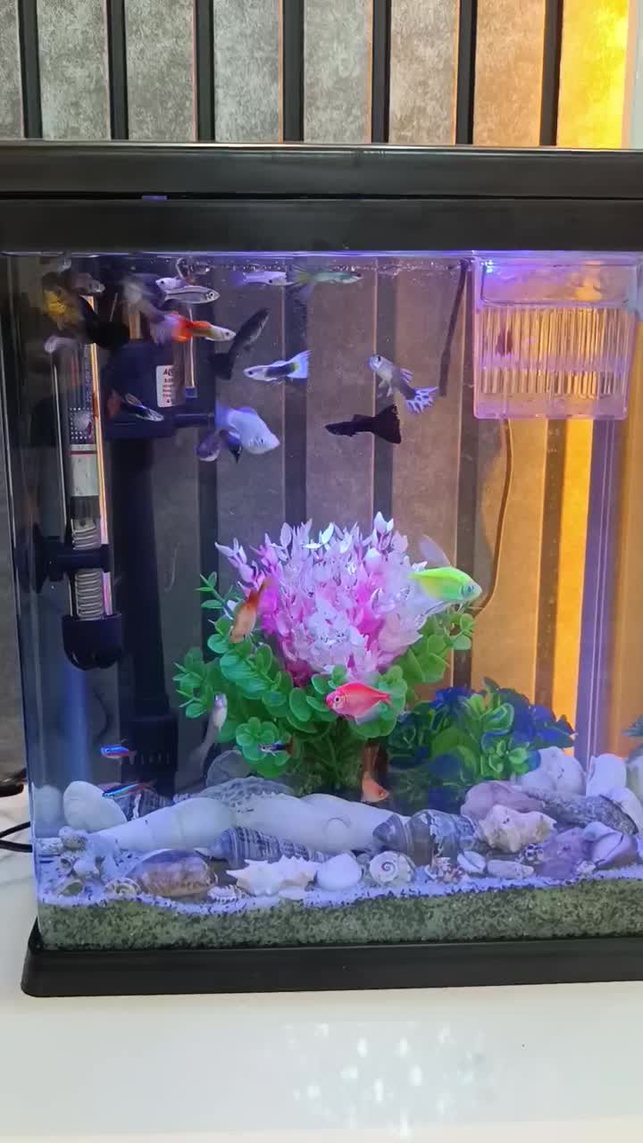 آکواریوم|ماهی|اردبیل, |دیوار