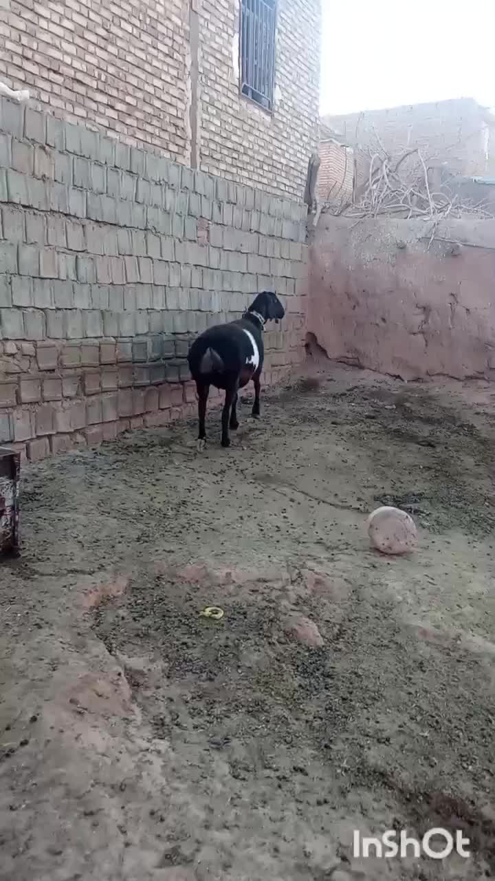 میش‌چینی|حیوانات مزرعه|تربت جام, میان جام|دیوار