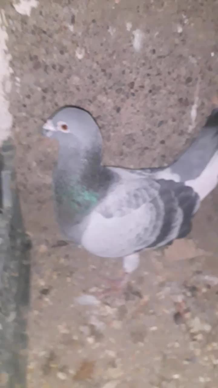 کفتر|پرنده|تایباد, |دیوار