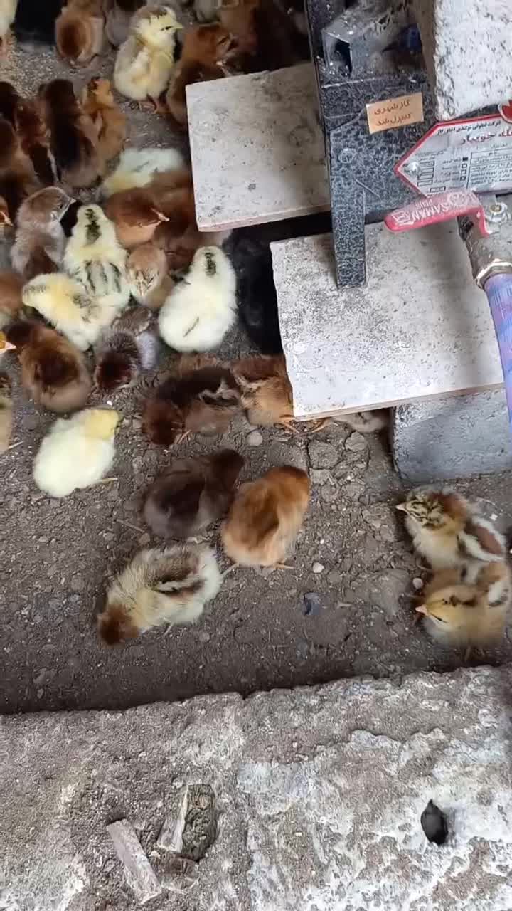 جوجه محلی انتخاب شما،،کیفیت از من ۷ روزه دونه ۳۰|حیوانات مزرعه|فریدونکنار, |دیوار