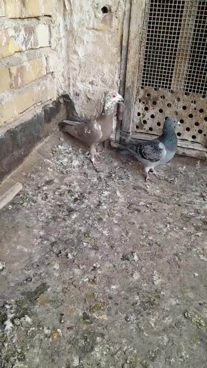 کفتر صید|پرنده|تربتحیدریه, ترمینال|دیوار