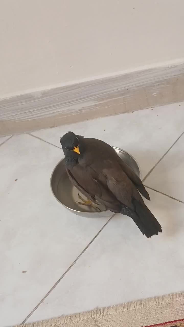 مرغ مینا|پرنده|تهران, تهرانپارس شرقی|دیوار