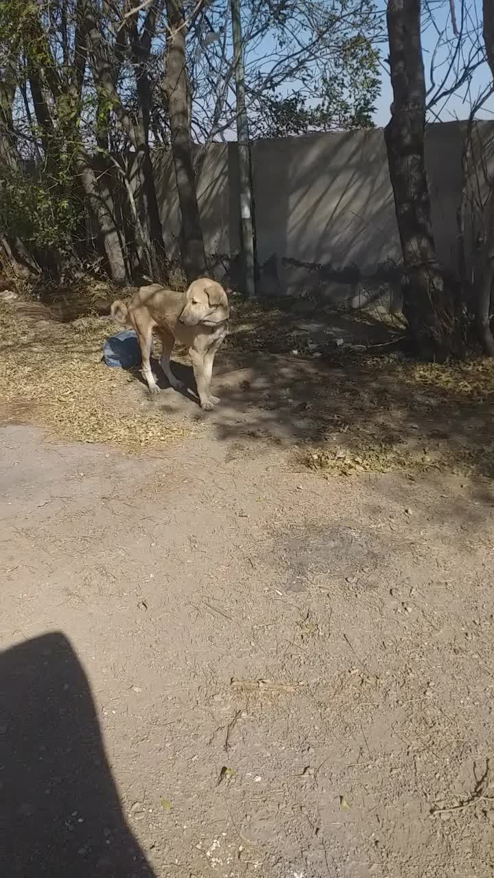 واگذاری عراقی نر ۱۳ ماه|سگ|هیر, |دیوار