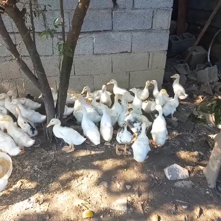 اردک محلی پرورش داده شده در مزارع استان گیلان|حیوانات مزرعه|اسالم, |دیوار