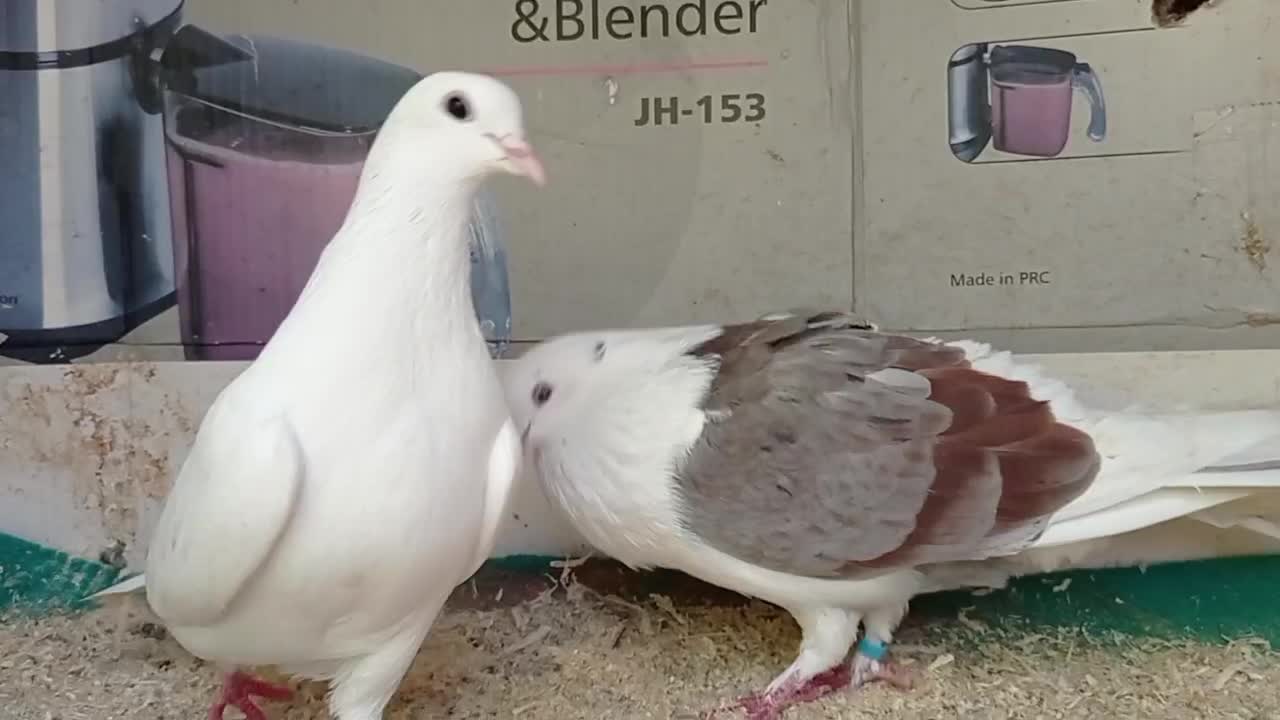 کبوتر پرشی بشرط و تضمین|پرنده|رشت, خرسندی|دیوار