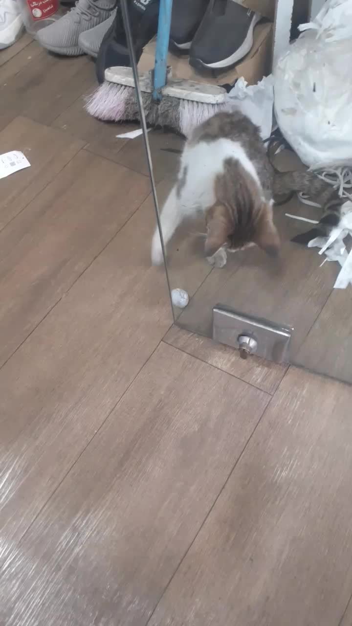 واگذاری گربه رایگان|گربه|تهران, باغ خزانه|دیوار