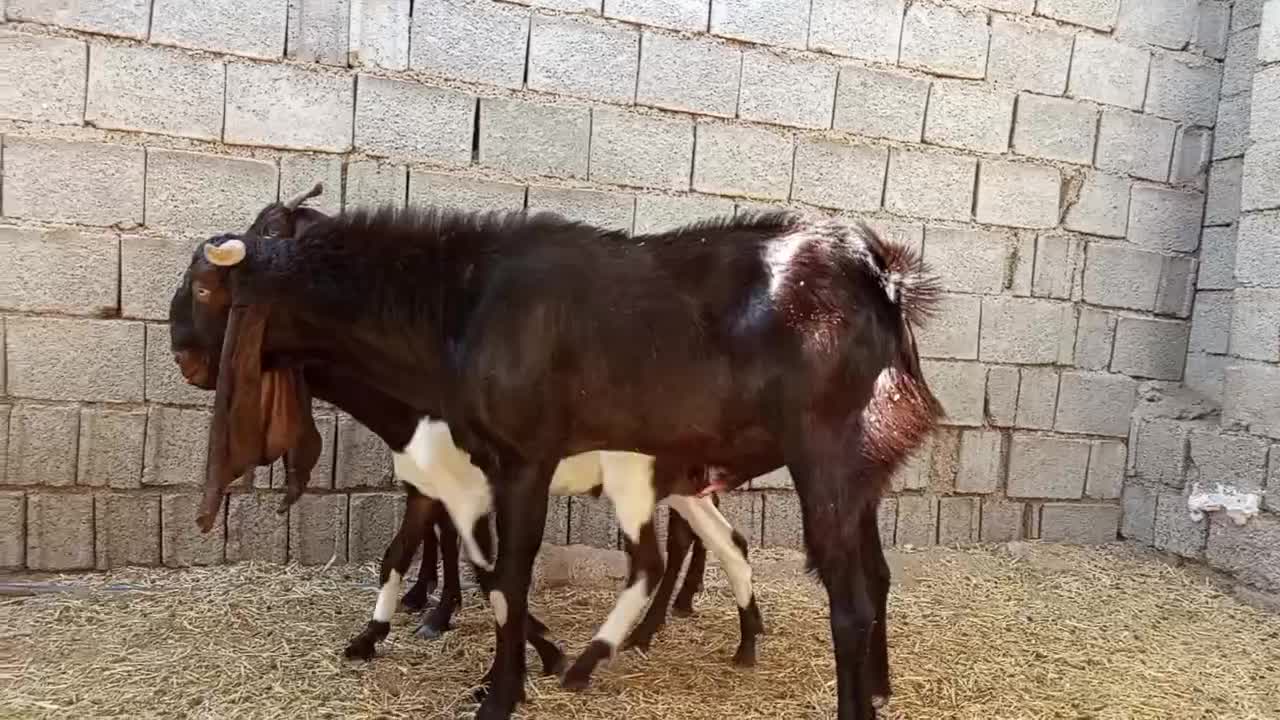 پازن پاکستانی|حیوانات مزرعه|سعدآباد, |دیوار