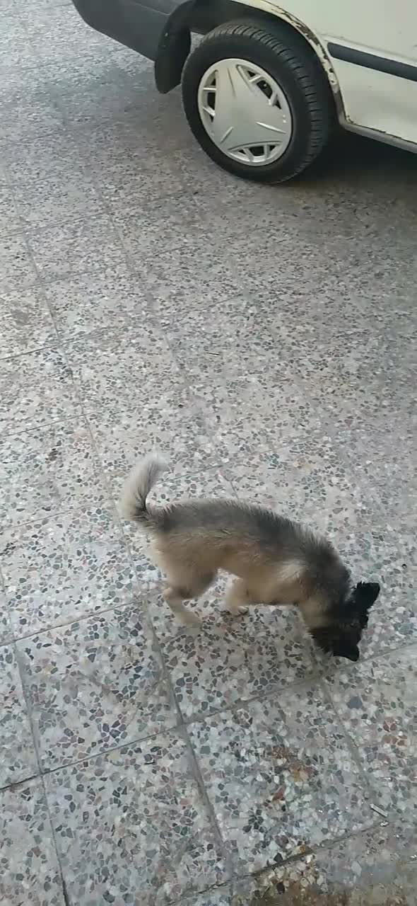 پردیس|سگ|اهواز, پردیس دو|دیوار