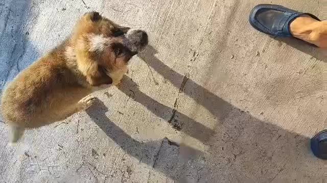 شاه توله سرای|سگ|کرج, خرمدشت|دیوار