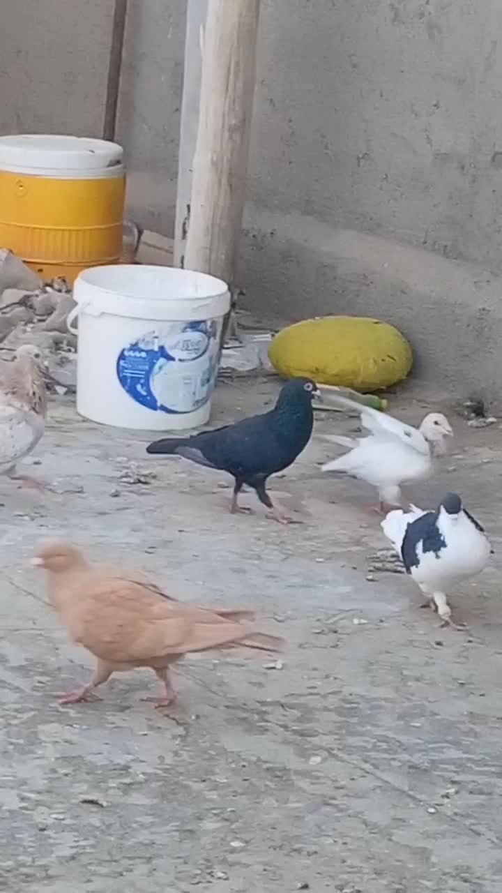 پرشی|پرنده|دشتابی, |دیوار