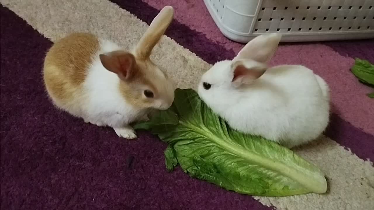 خرگوش مینیاتوری|موش و خرگوش|دزفول, |دیوار