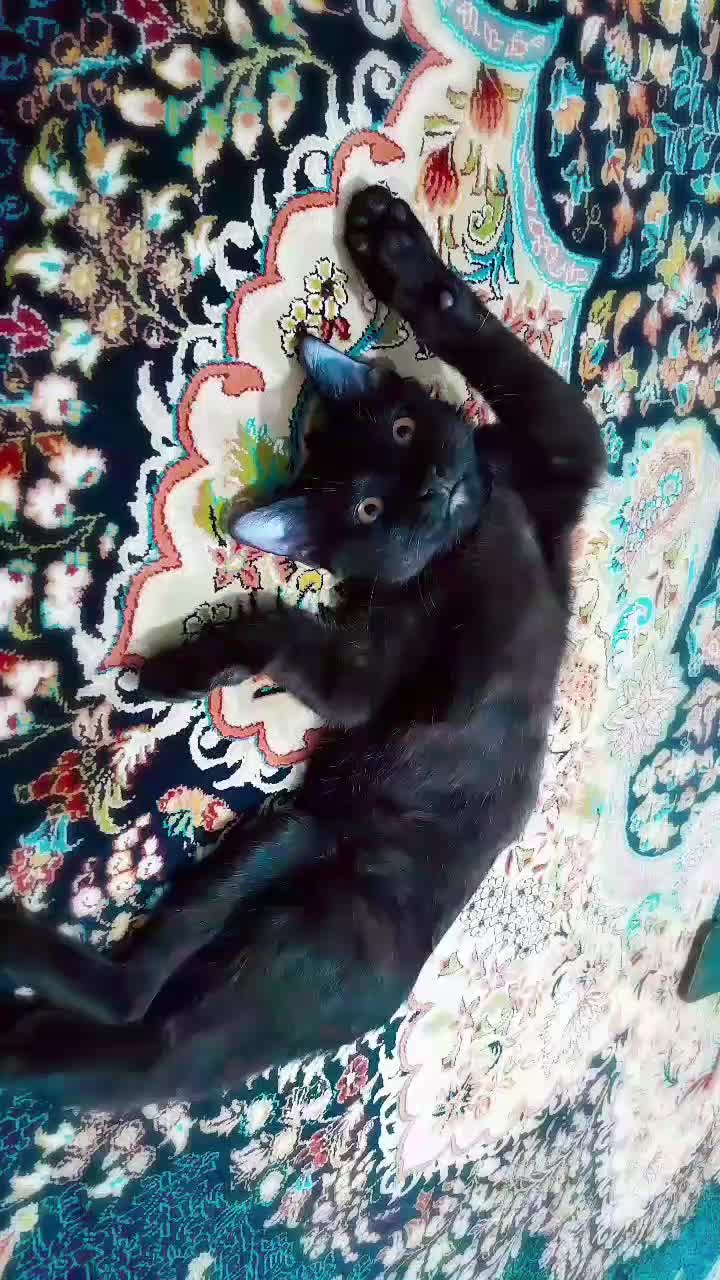 واگذاری گربه ورامین|گربه|ورامین, ورامین|دیوار