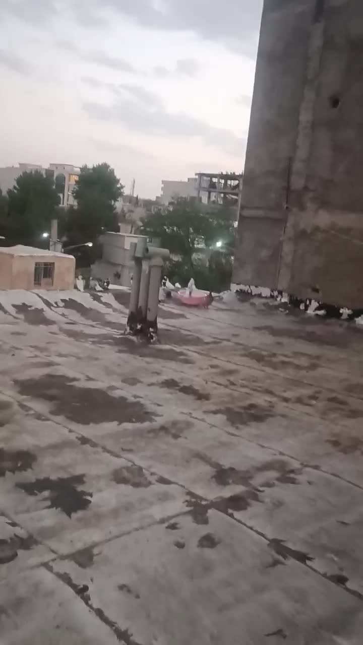 کفتر|پرنده|دماوند, گیلاوند|دیوار