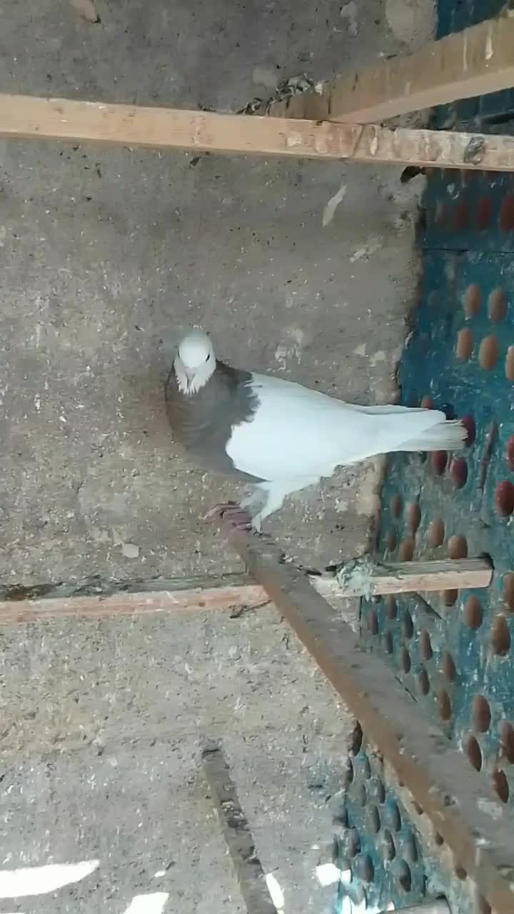 کبوترزینتی|پرنده|خاوران, |دیوار