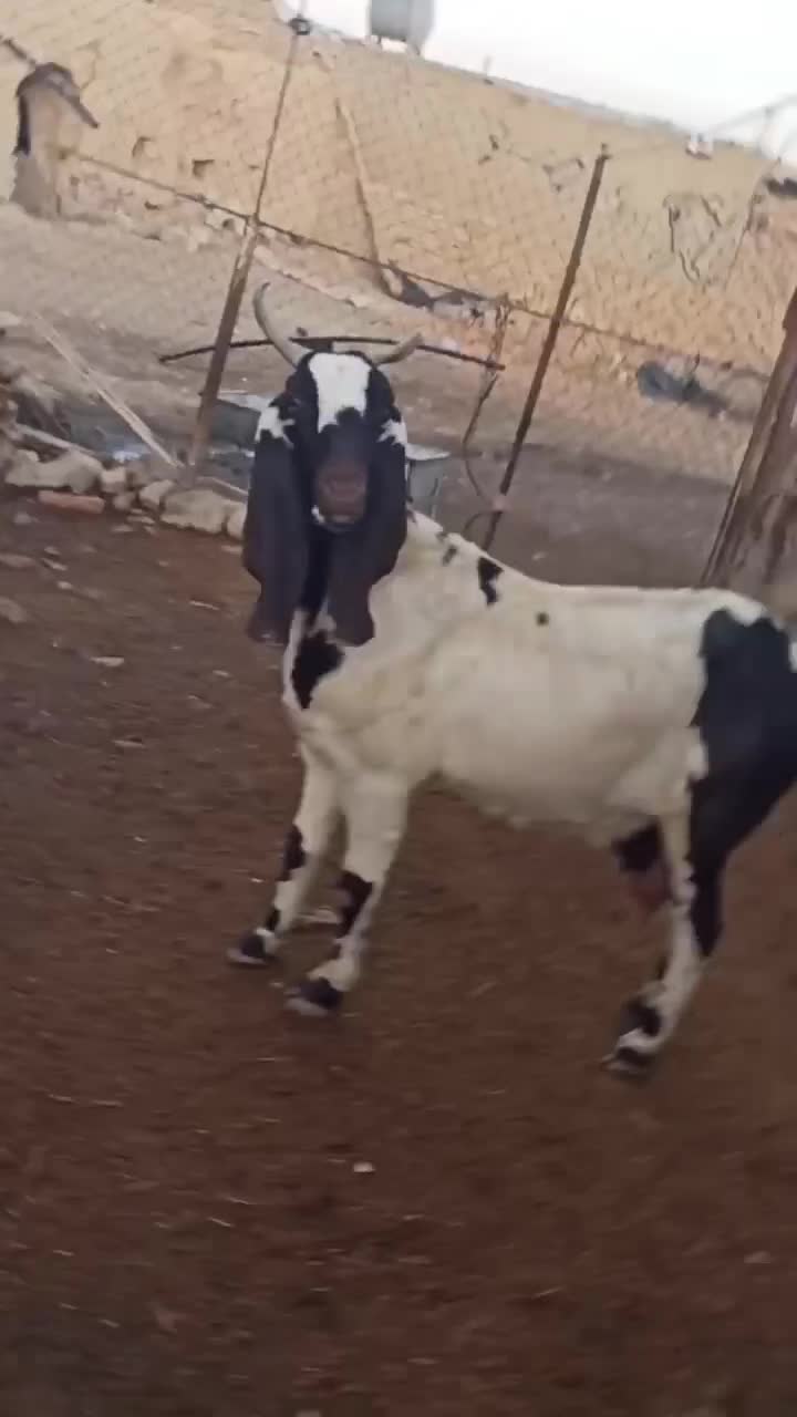 بز پاکستانی|حیوانات مزرعه|قیدار, |دیوار