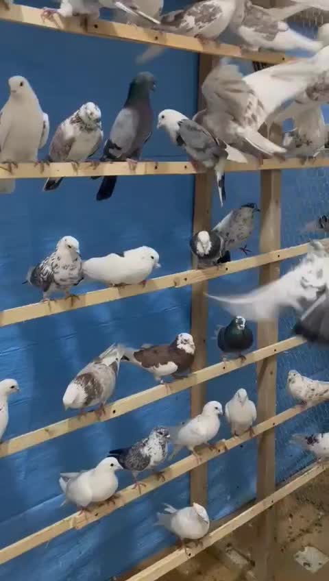 کبوتر کفتر پرشی درجه یک به شرط|پرنده|آمل, |دیوار