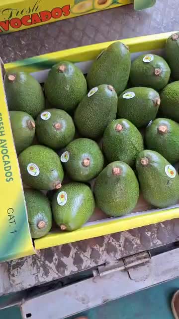 آووکادو عمده|عمده‌فروشی|جوادآباد, |دیوار