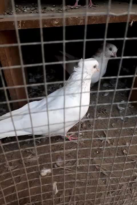 سفید اراکی|پرنده|چهاردانگه (تهران), |دیوار