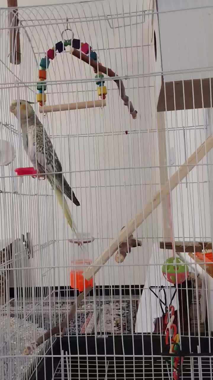 عروس هلندی نر صدفی پروانه ای|پرنده|تربت جام, شهرک آزادگان|دیوار