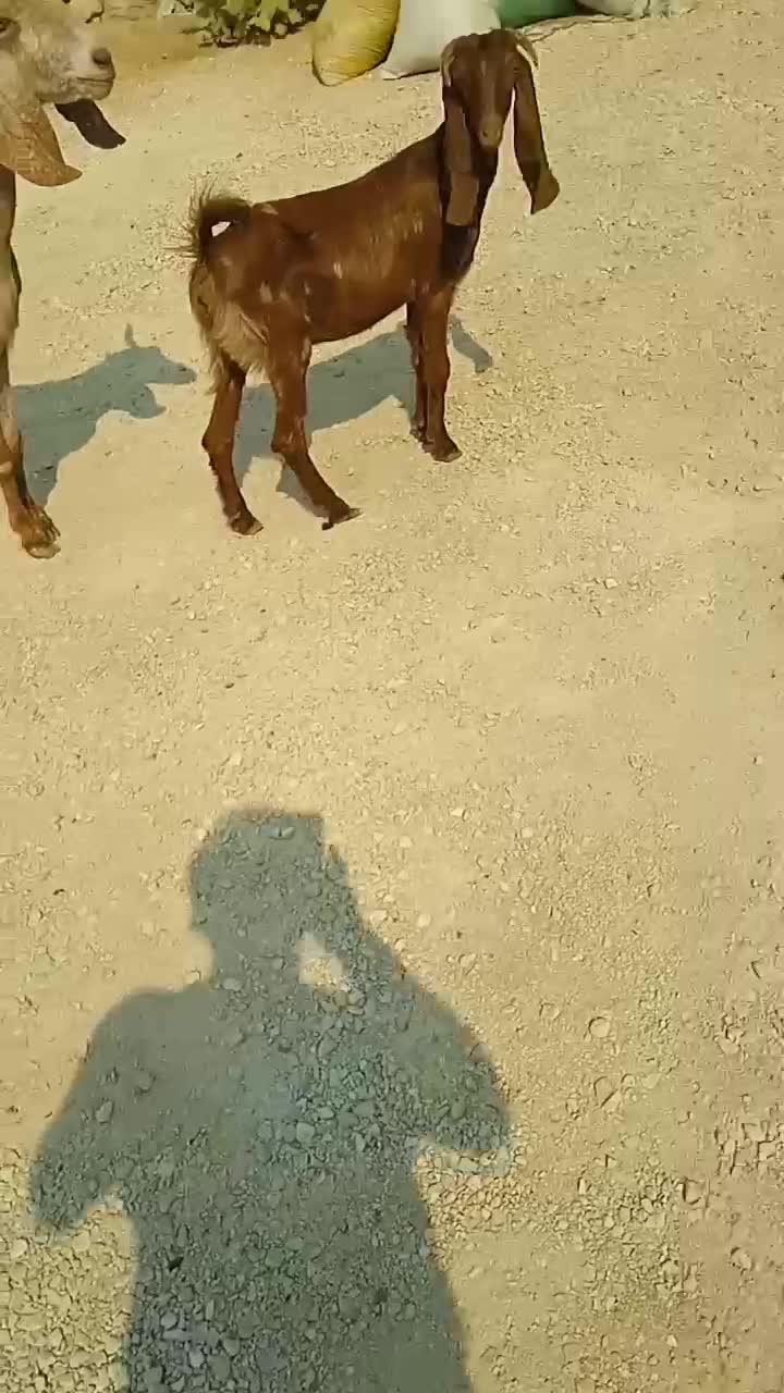 بز و کهره|حیوانات مزرعه|اهرم, |دیوار