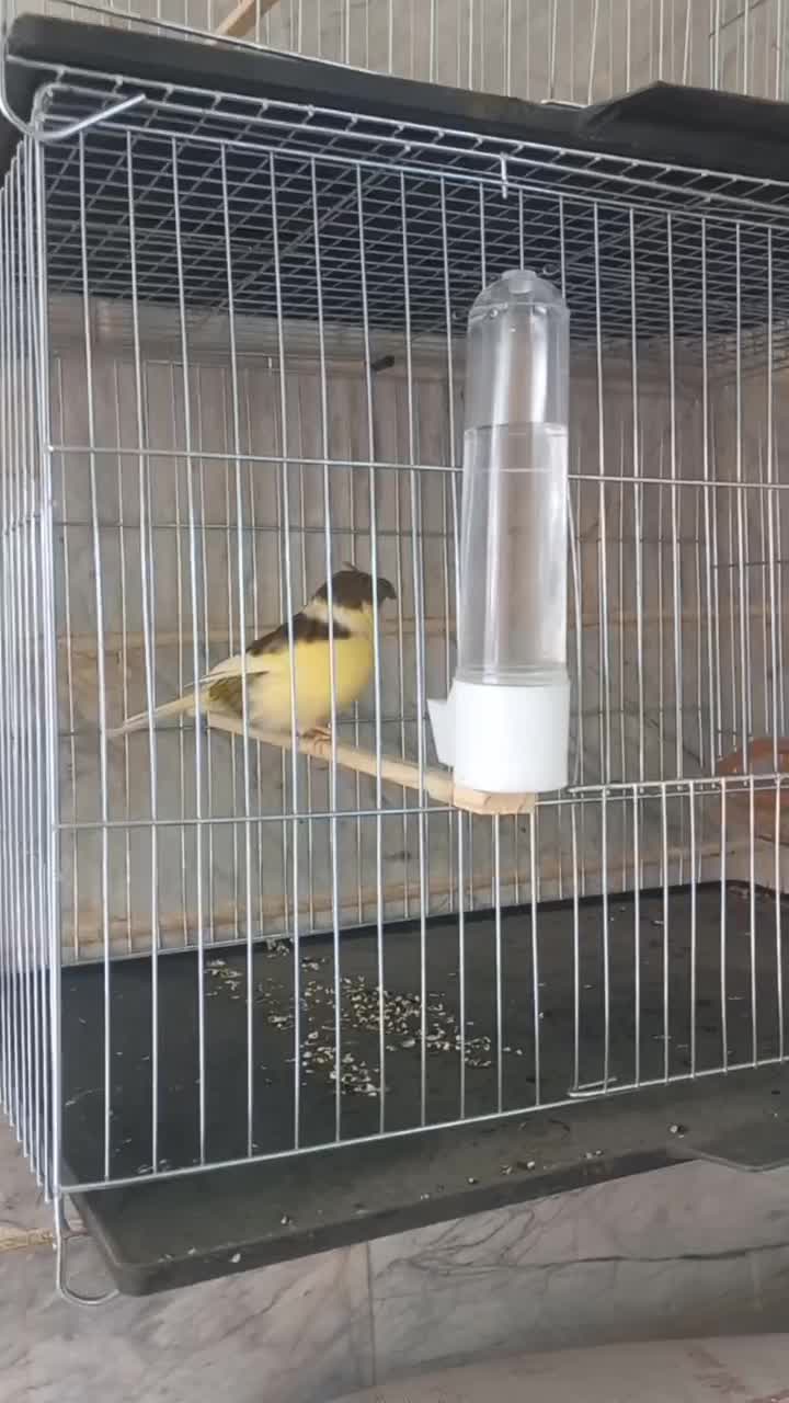 قناری نر|پرنده|بوئین زهرا, |دیوار