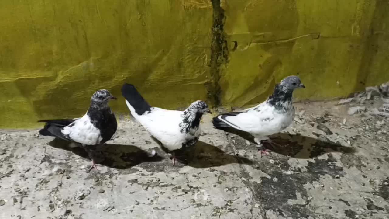 سه عدد کبوتر|پرنده|کبودرآهنگ, |دیوار