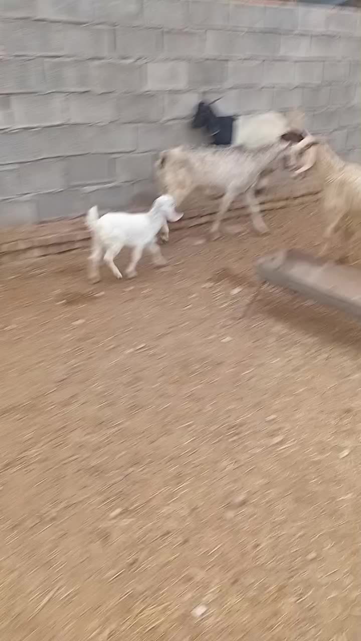 بز تیشتر|حیوانات مزرعه|شوشتر, |دیوار