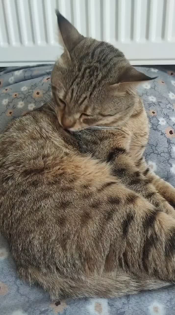 گمشده|حیوانات|تیران, |دیوار