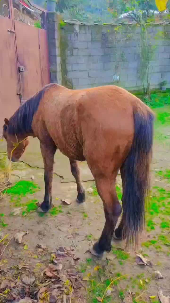 اسب جوان3ساله اروم باری سواری گعله دار فروشی|حیوانات مزرعه|چوبر, |دیوار