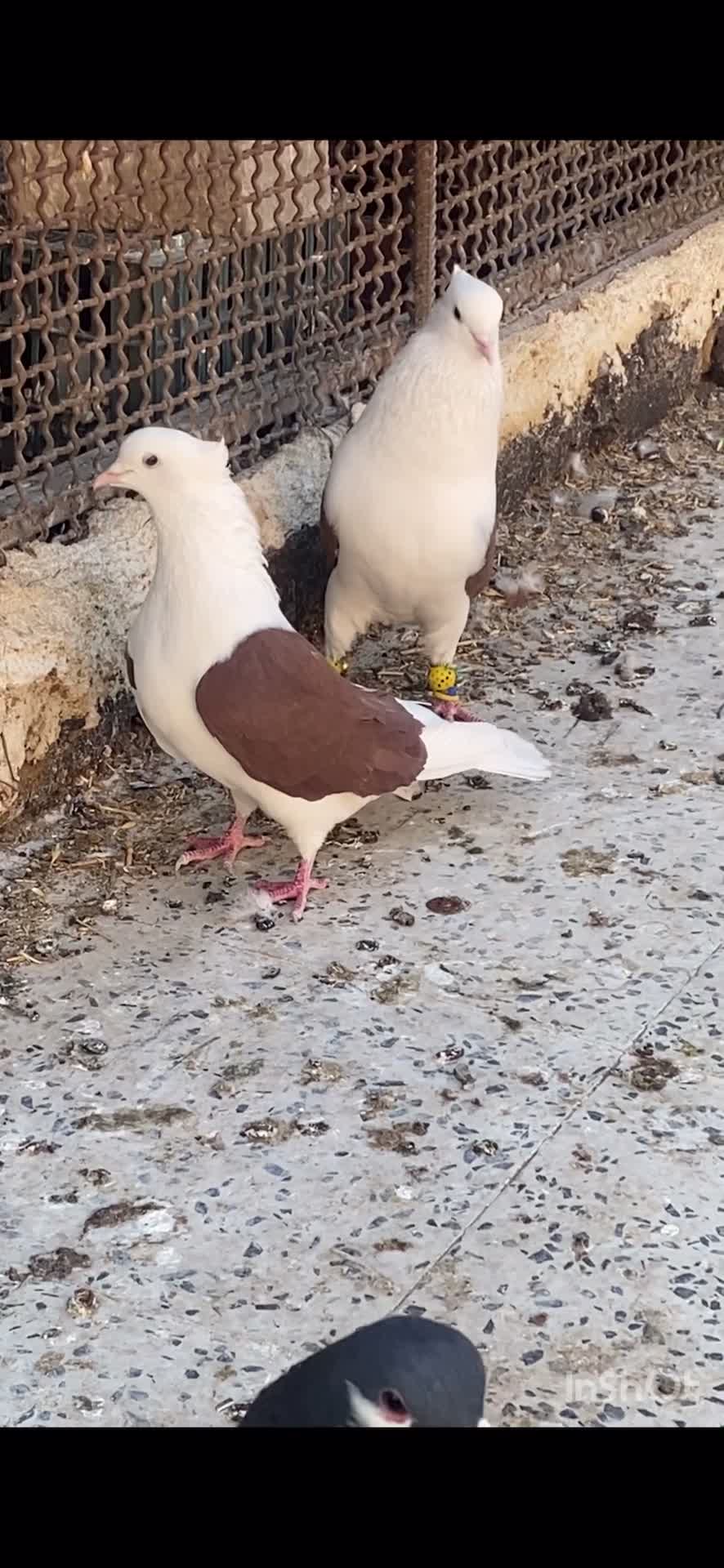 کبوتر پشت دار|پرنده|تاکستان, |دیوار