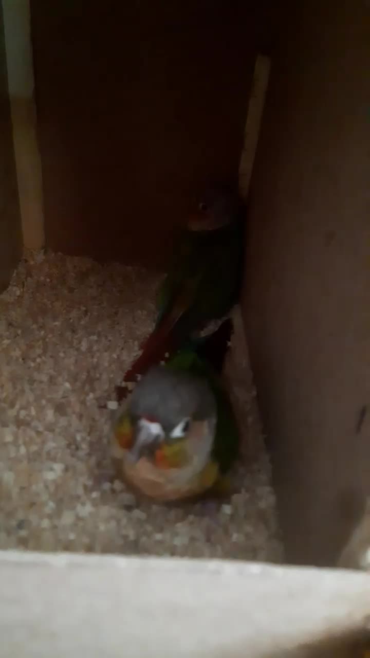 میز و گیرینچیک|میز و صندلی غذاخوری|مشهد, بهمن|دیوار