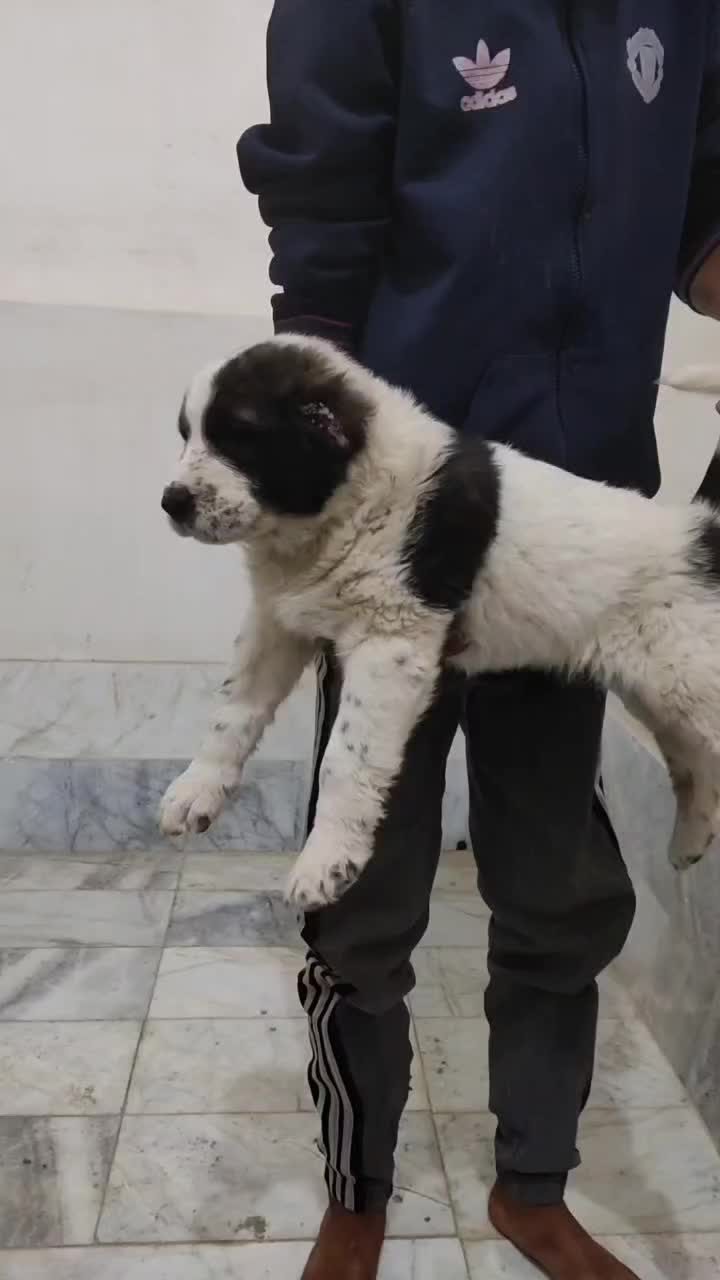 سگ آلابای/ سراب /افغان|سگ|مشهد, شهرک مهر آباد|دیوار