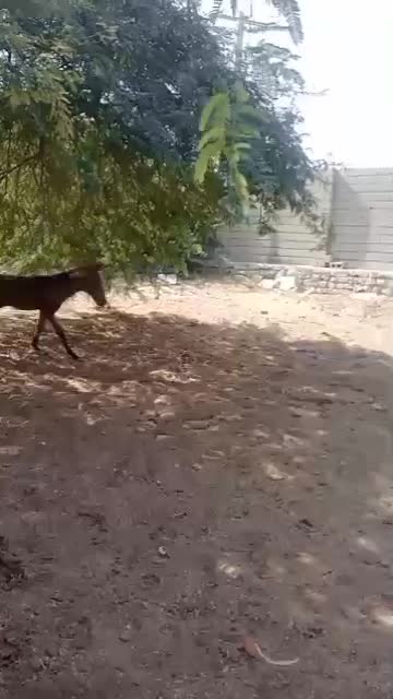 اسب مادیان ارام|اسب و تجهیزات اسب‌سواری|قشم, |دیوار