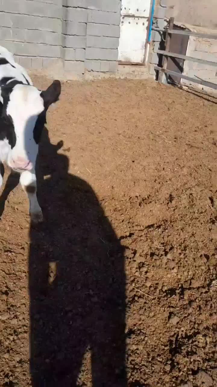 گوساله نر دو راس|حیوانات مزرعه|تربتحیدریه, طالقانی|دیوار