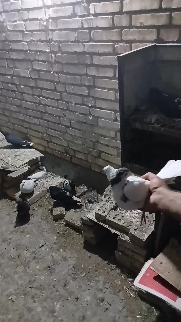 کبوتر پر و سیاه پشت|پرنده|نجف‌آباد, جامی|دیوار