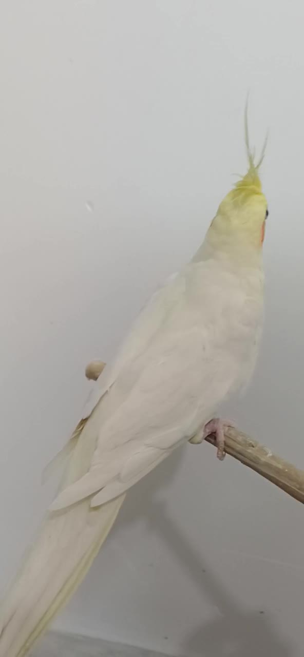 عروس هلندی نر لوتینو|پرنده|قم, زاویه|دیوار