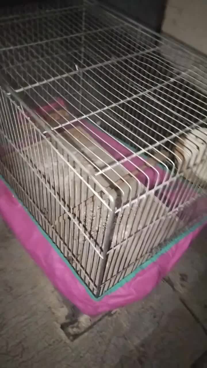 قفس نو|لوازم جانبی حیوانات|بیجار, |دیوار